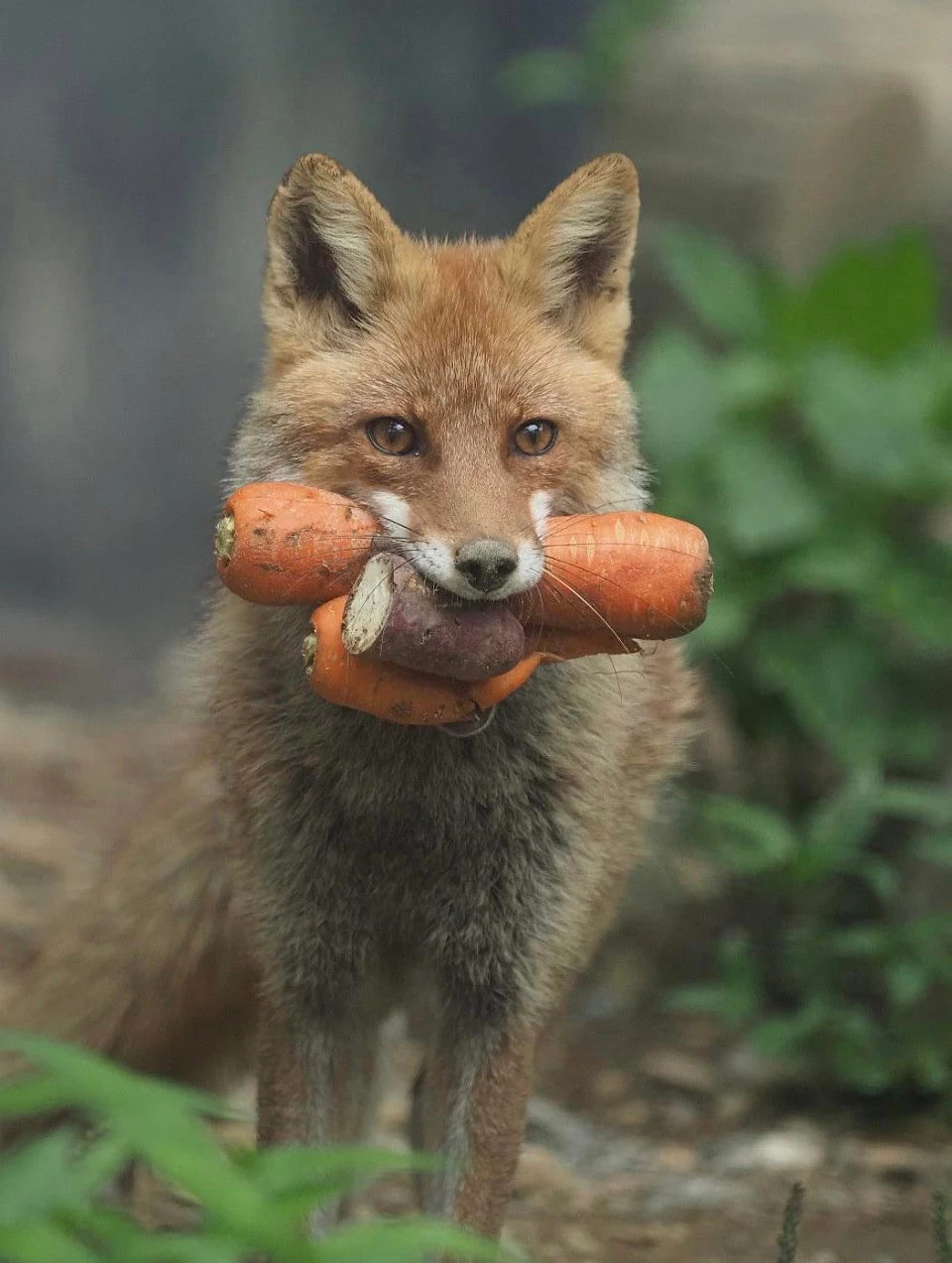 Fox with carrots