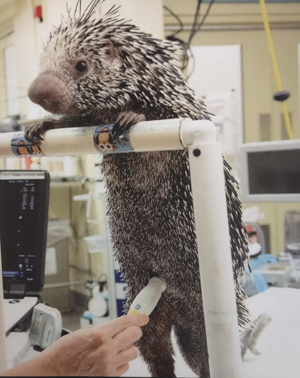 just a porcupine getting an ultrasound