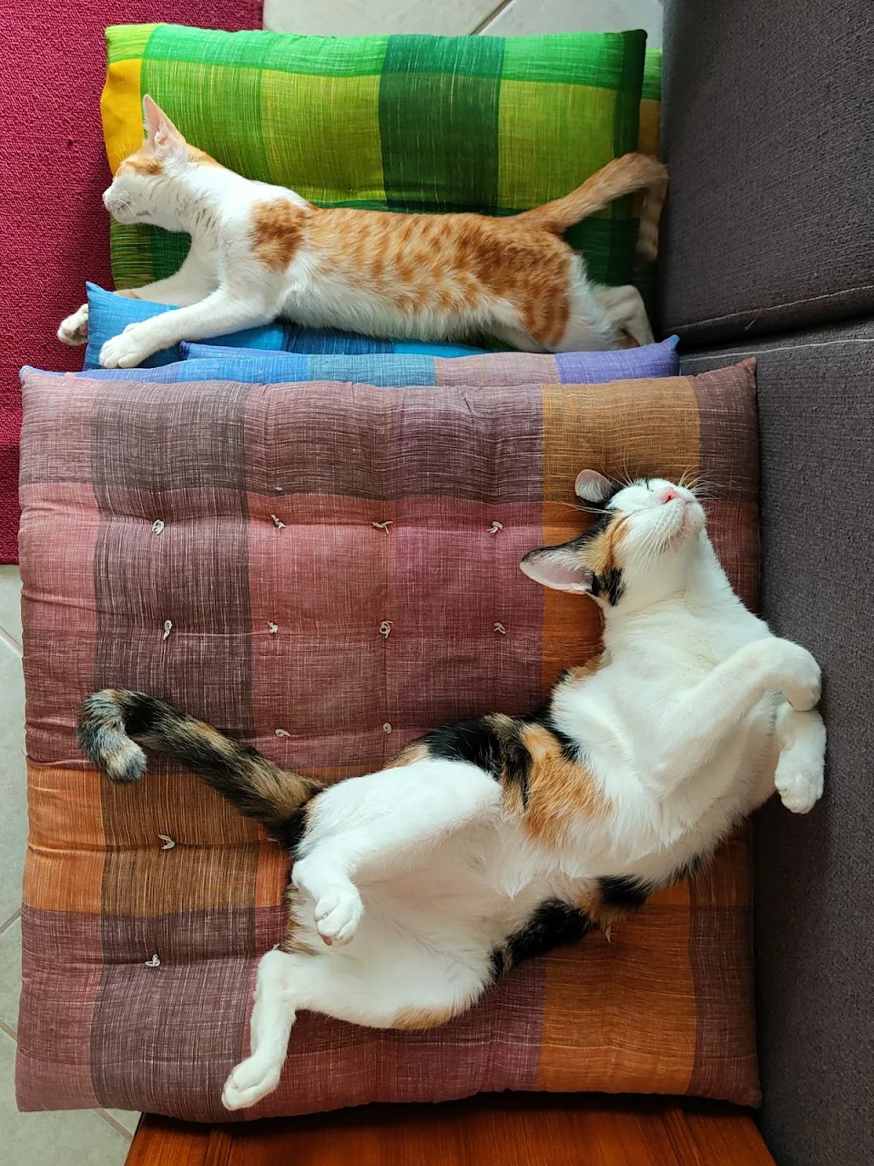 Two cats sleeping.