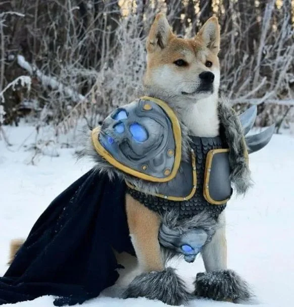 world of warcraft Lich king Doggo