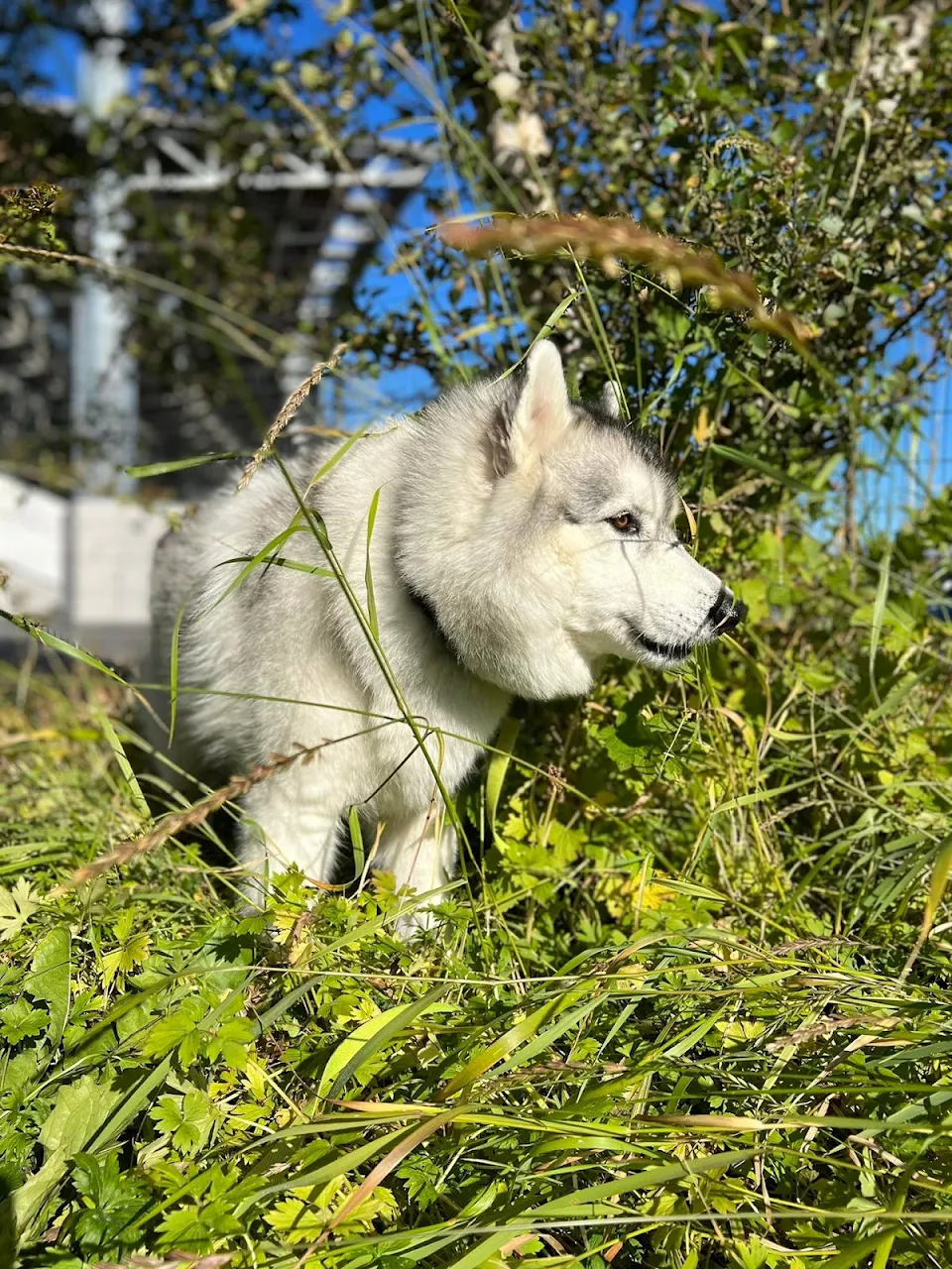 Sunny day in Iceland, Rocky can't wait for winter