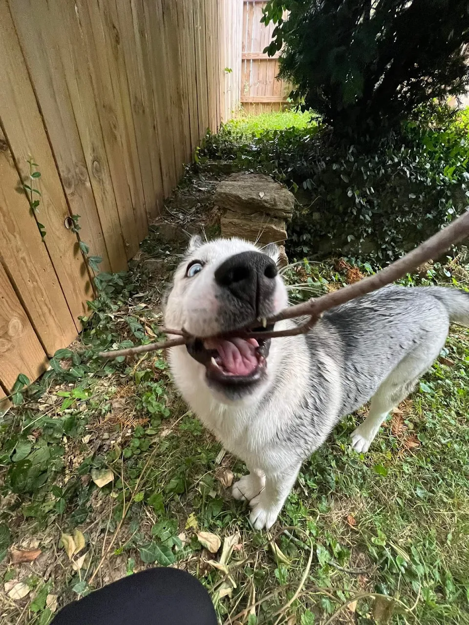 She's very proud of her stick!