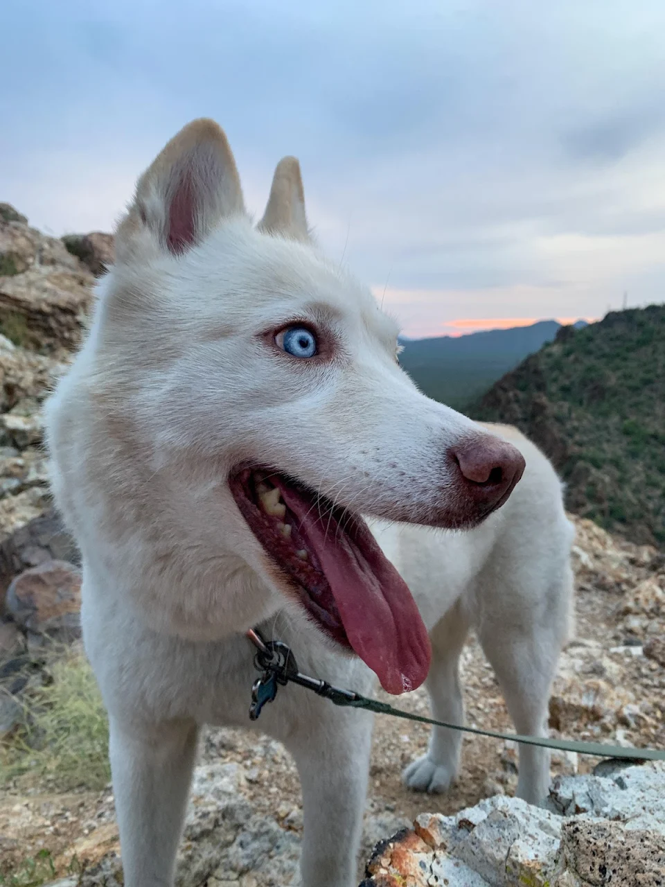 She very much enjoyed our sunset hike yesterday!