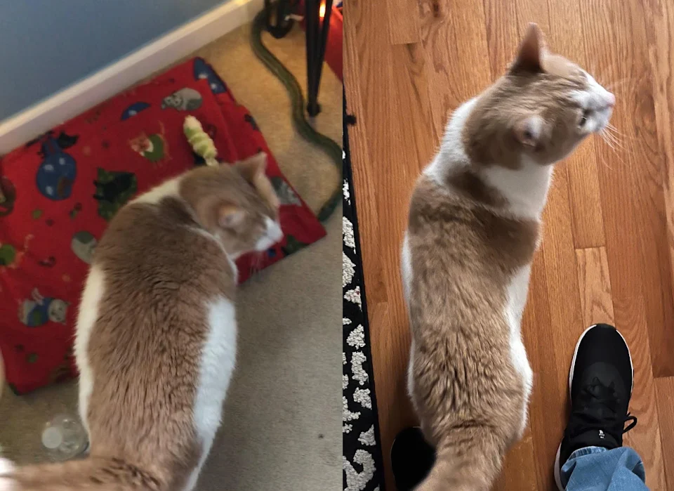 This is Pumpy! He has been going on a weight loss journey, and he’s down 5 pounds in one year!