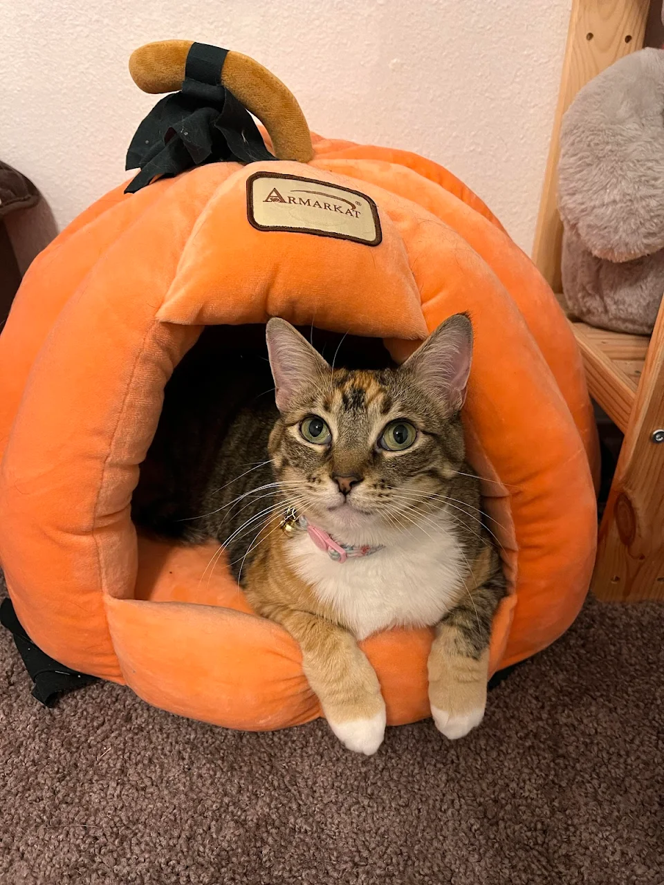 Potion loves her pumpkin bed
