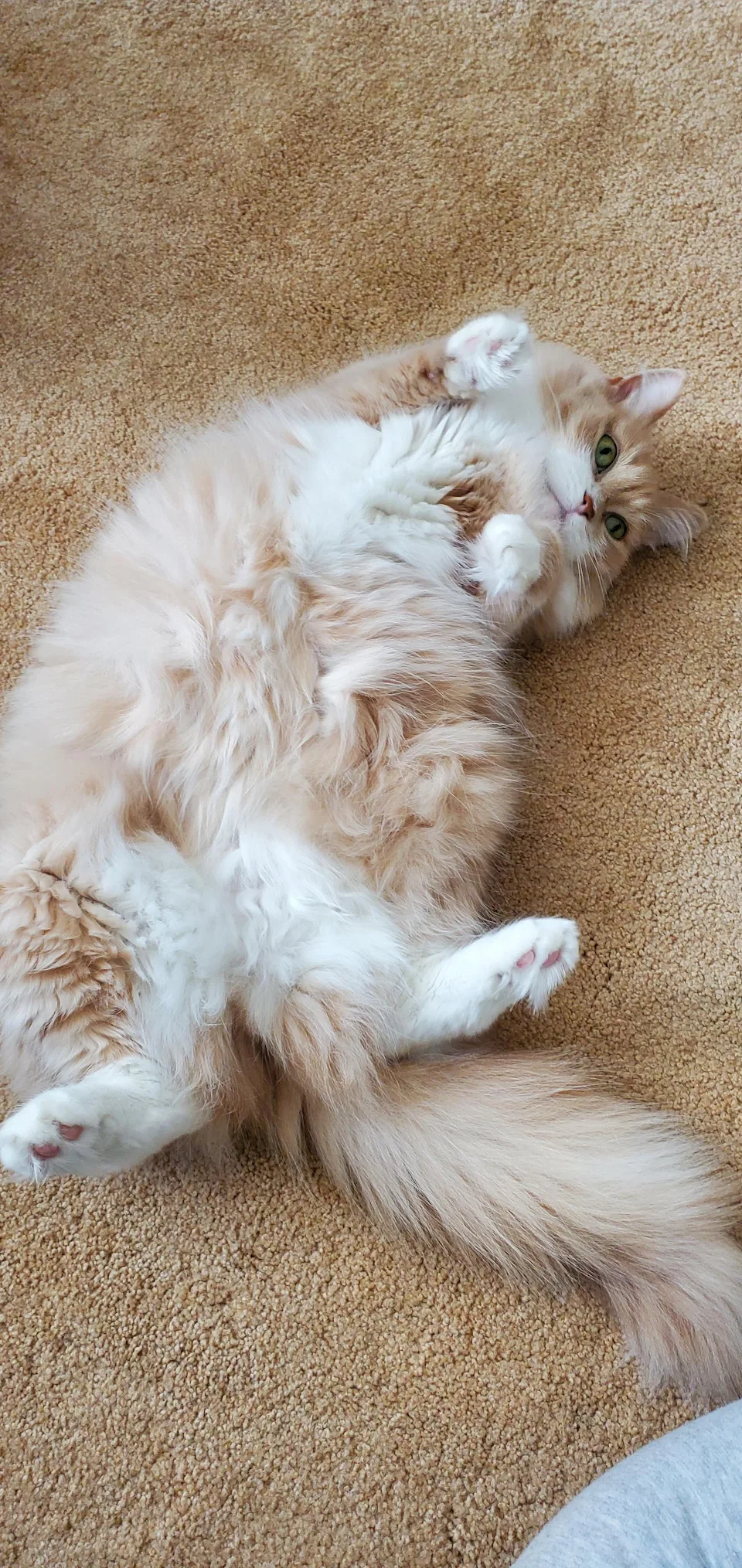 Butters and all her floofiness