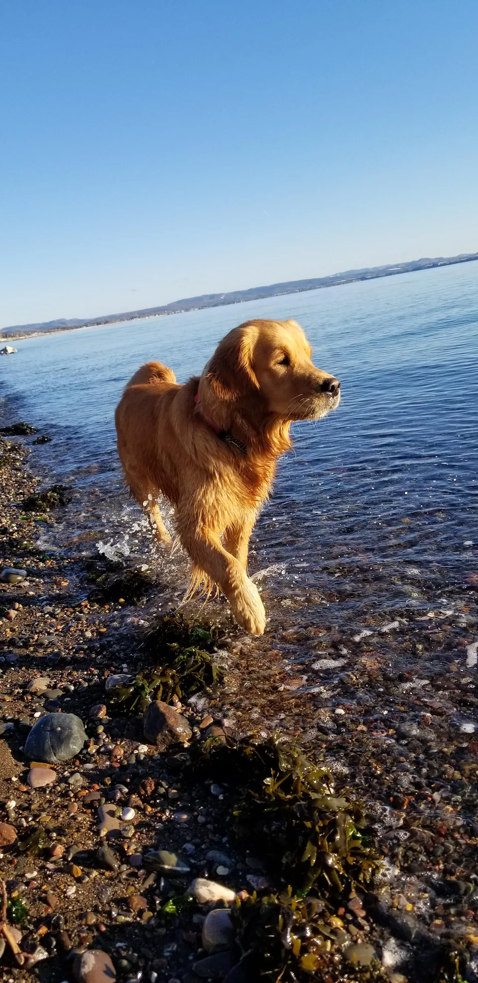 My beautiful dog by the sea this morning