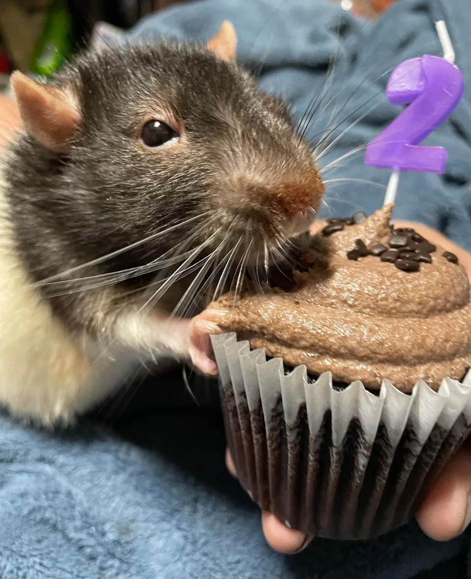 Today is my birthday! I’m the big 2! So I got some cupcake to celebrate!