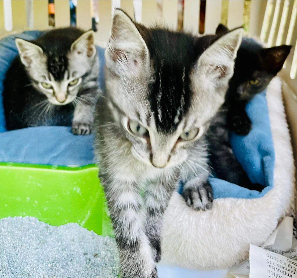 Trio found abandoned inside a construction dumpster. They look like they’re posing for a late 90s album cover.