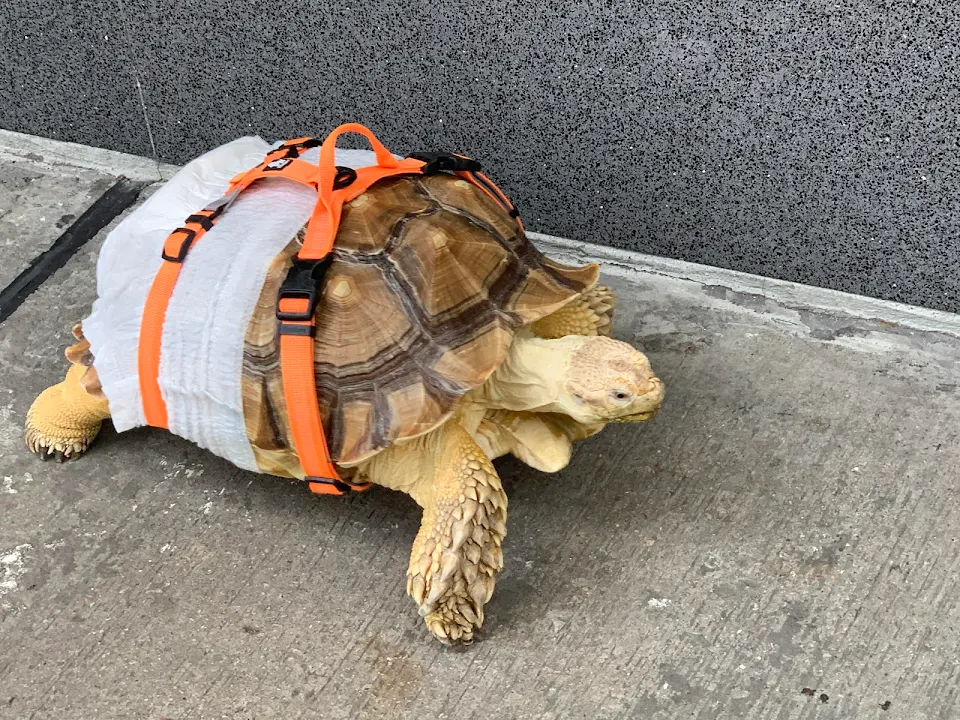 Someone’s pet on a city street - walks so fast …