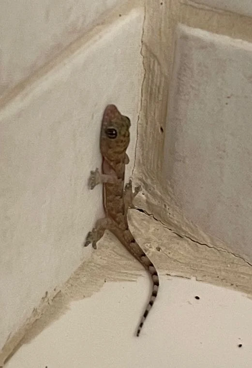 Around this time of the year, I always find these baby lizards in my house.