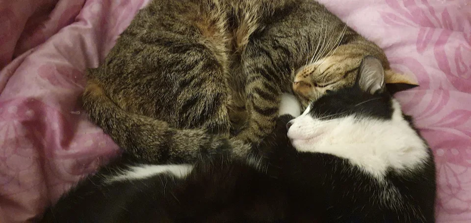 my cats sleeping