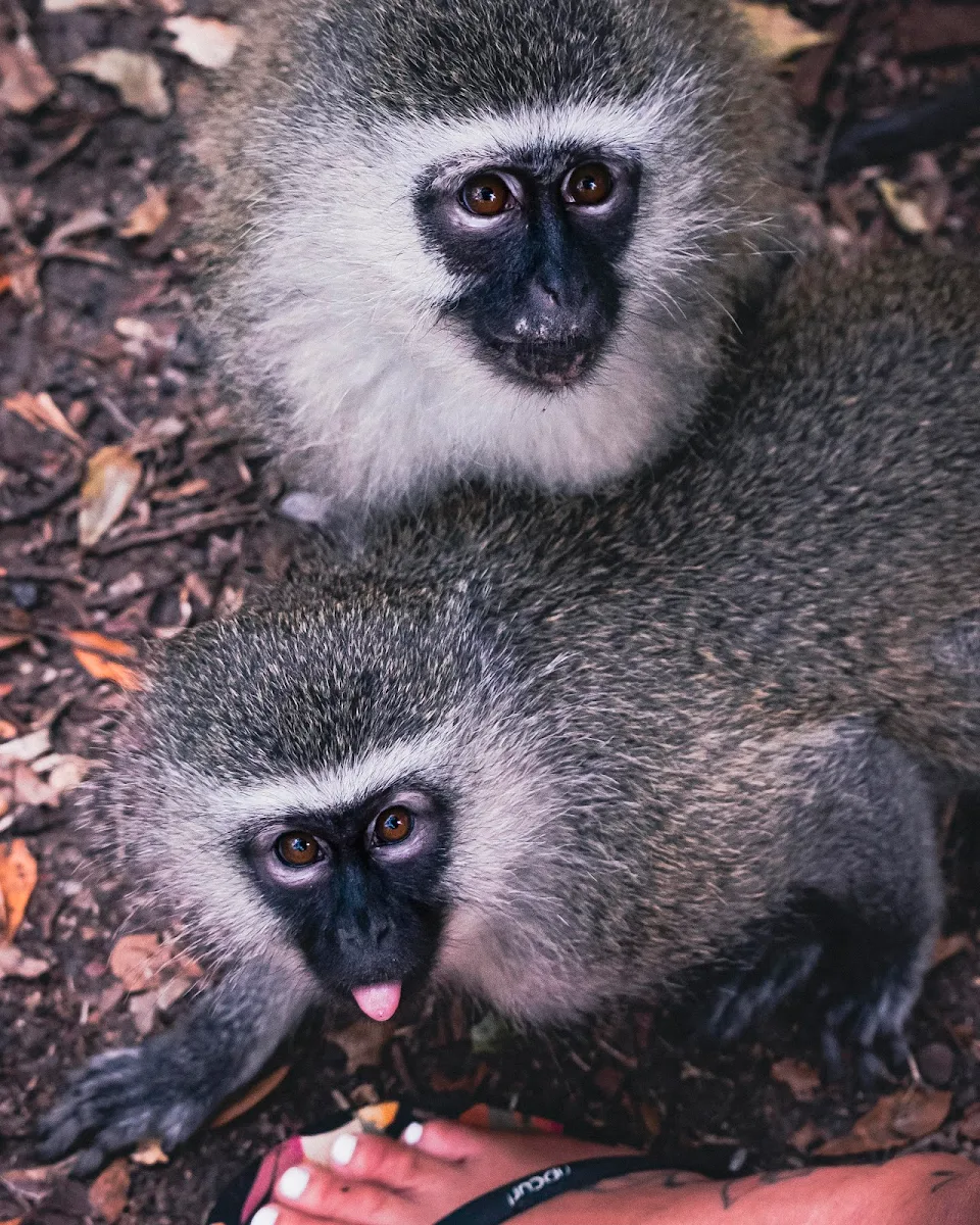 Playful Monkeys
