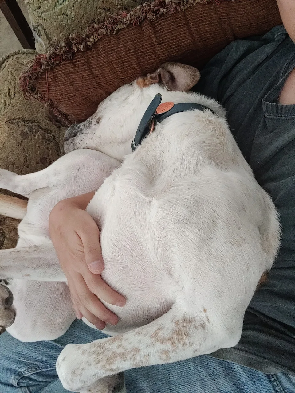 My friend's dog likes to cuddle like this