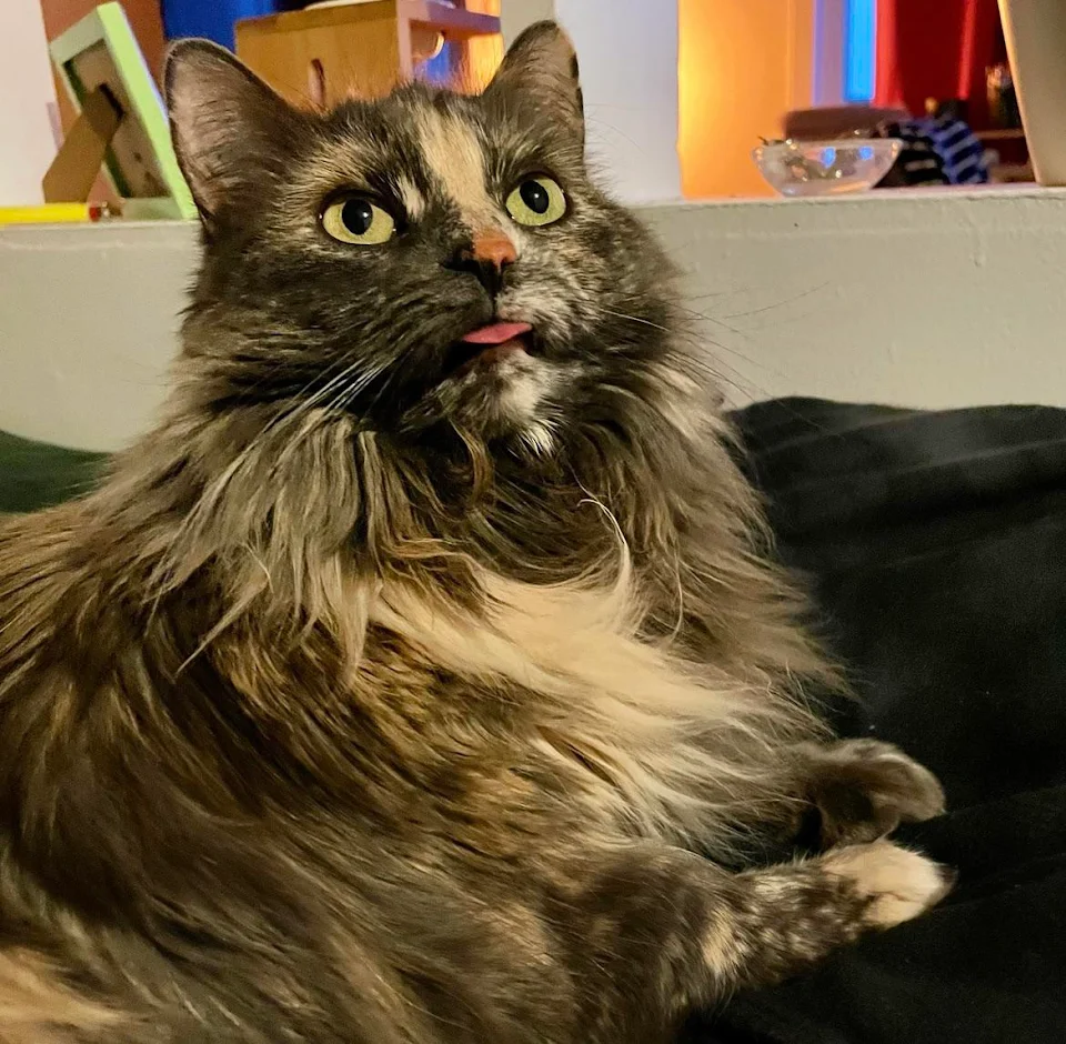 Bear is such a blep