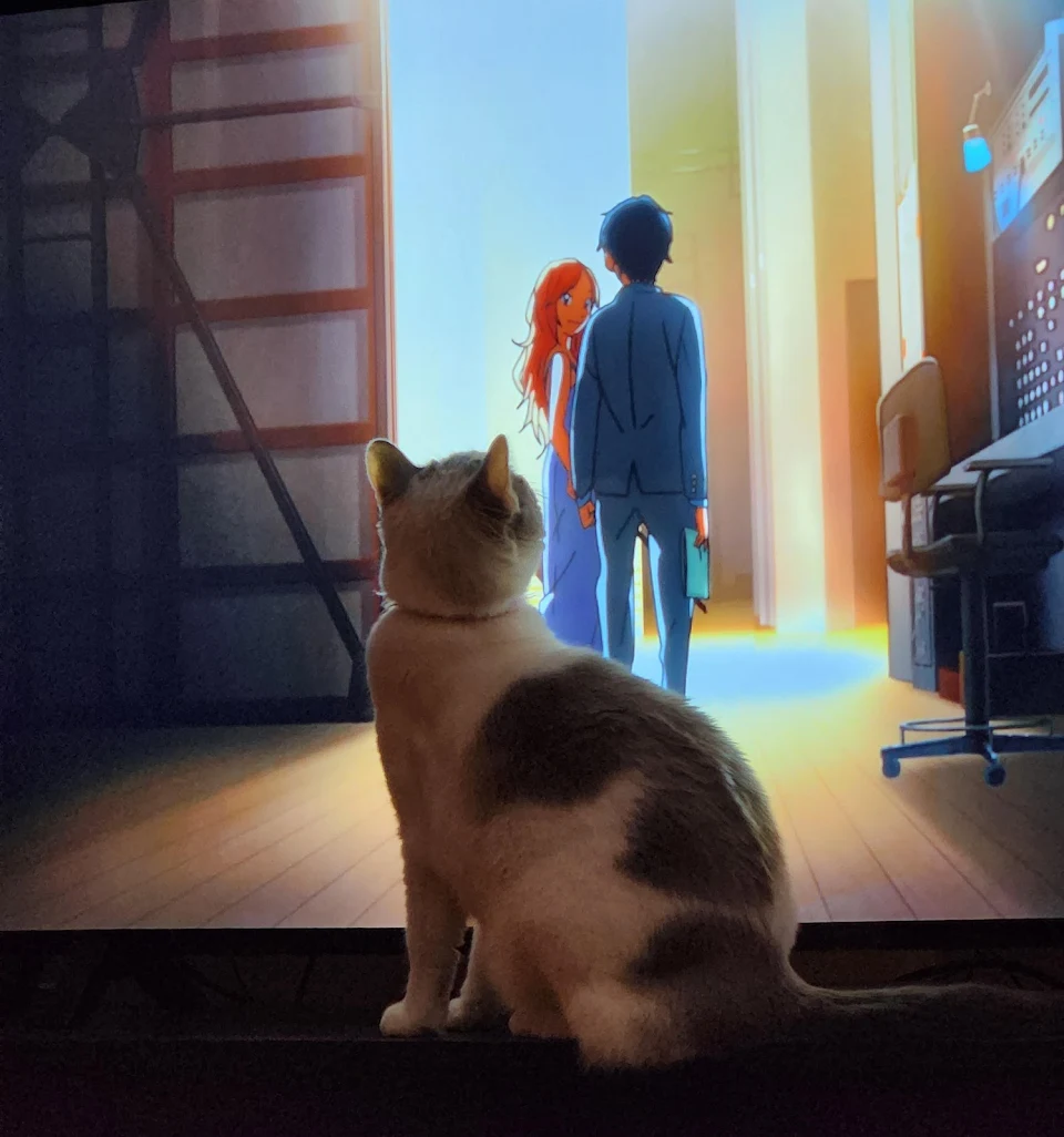 Our cat really likes the anime we're watching.