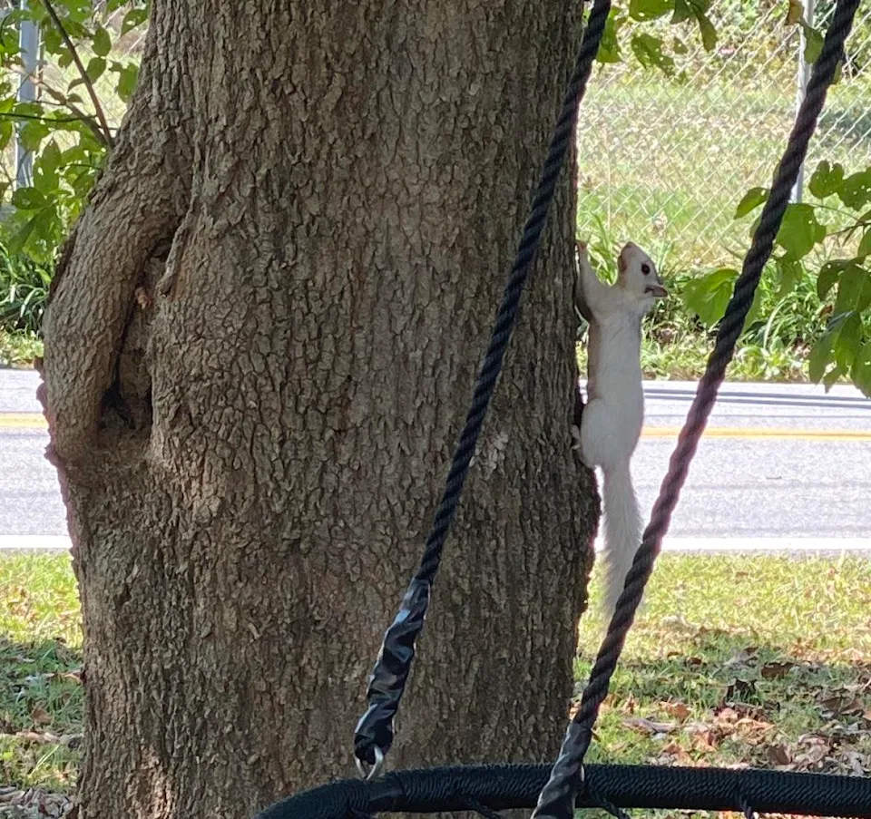 Saw this white squirrel yesterday. in western NC