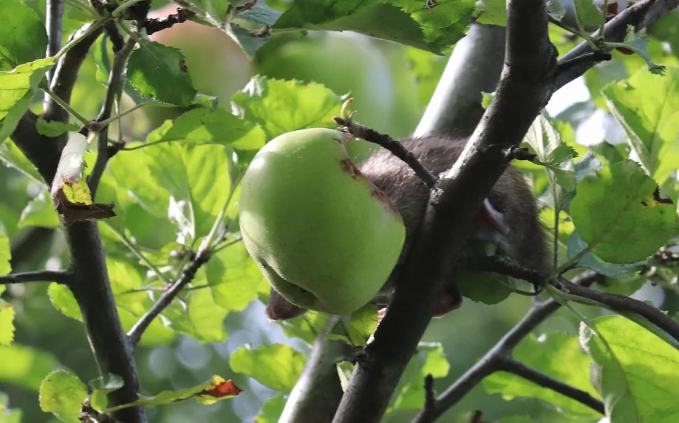 Rat in an apple tree
