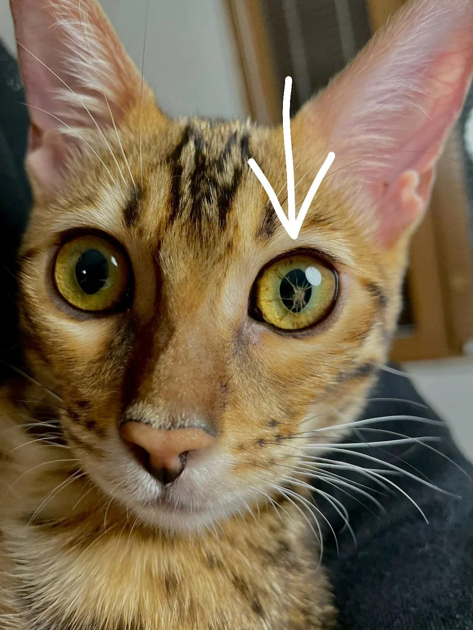 would anyone happen to know what this spider-like webbing in my cats eye is?