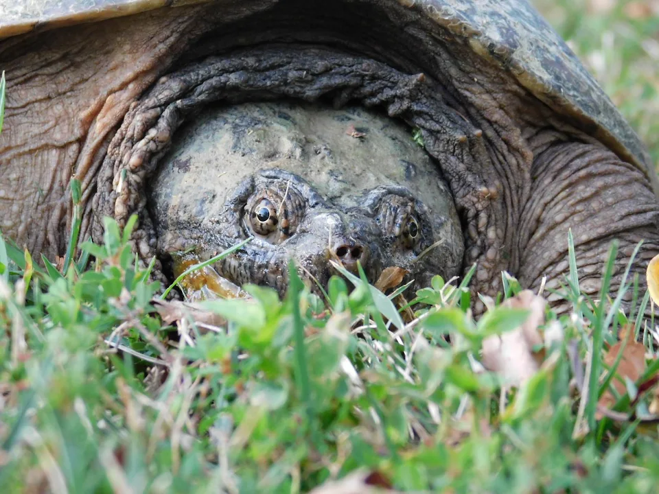 Snapping turtle eyeing me up!