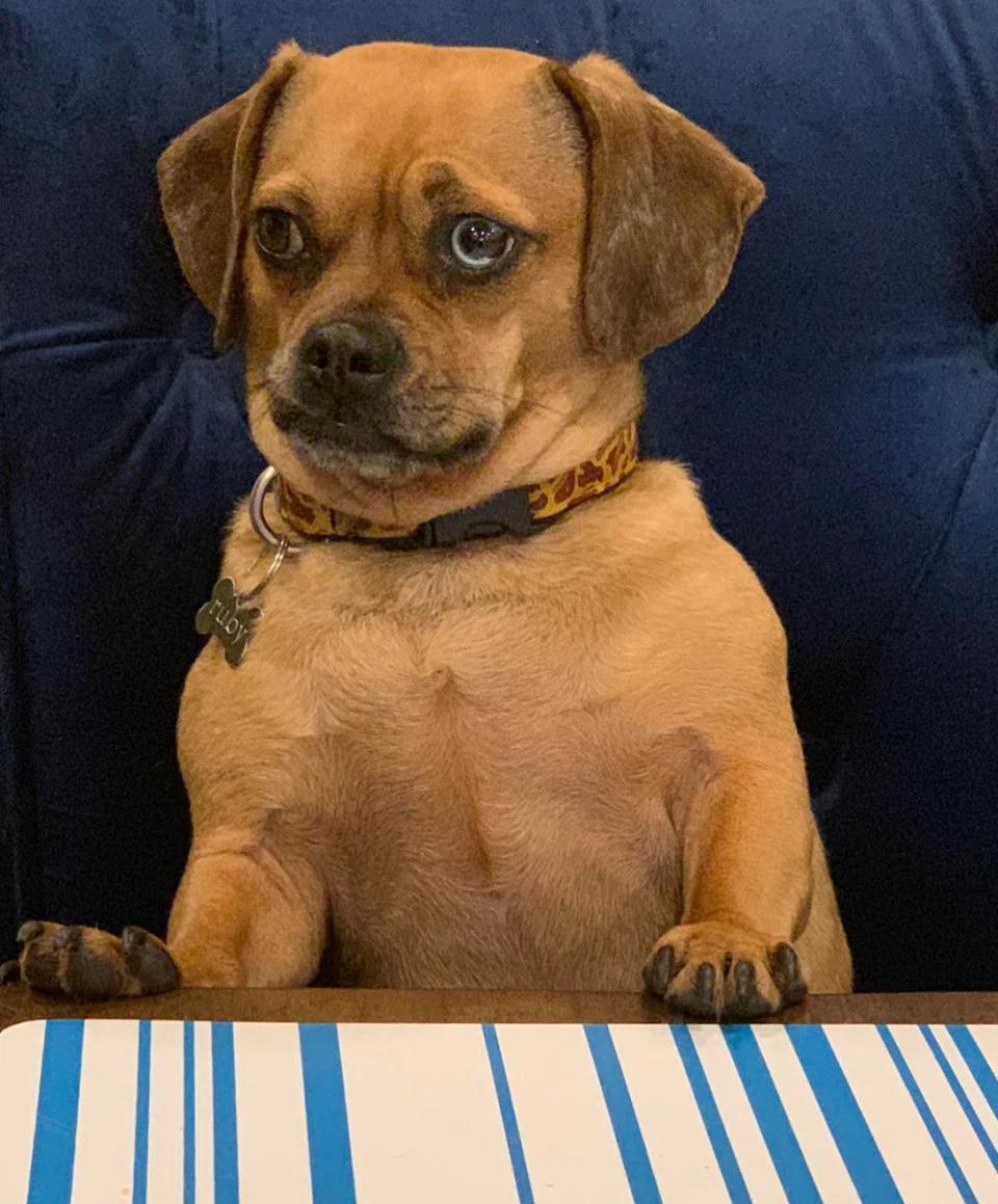 Our dog comes and sits at the dinner table and looks at us like Judge Judy while doing so.