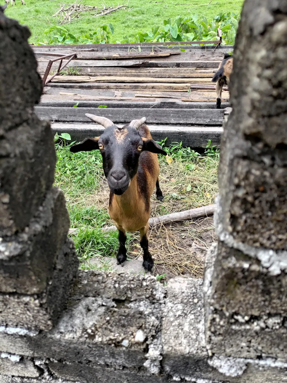 Goat behind a wall in my village