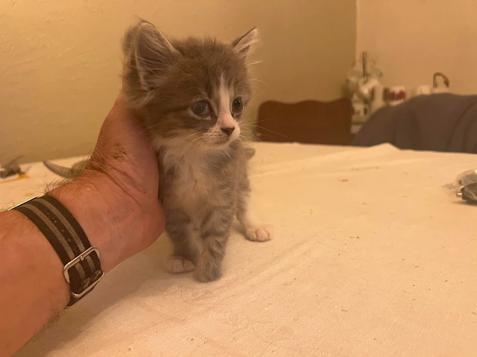 Kitten born missing a foot