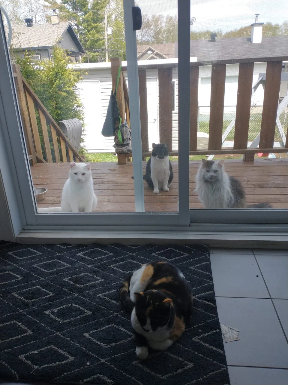 So today I found my cats positioned so conveniently behind my other unsuspecting cat... This might be a ritual. Either way, this is a great meme template I'm definetly using later.
