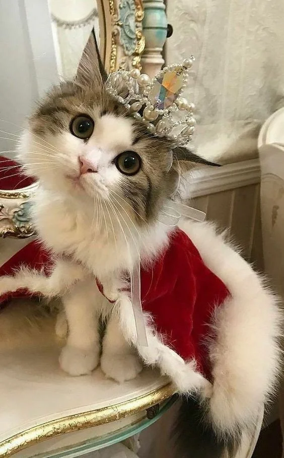 I present to you, Princess Cat 👑😻