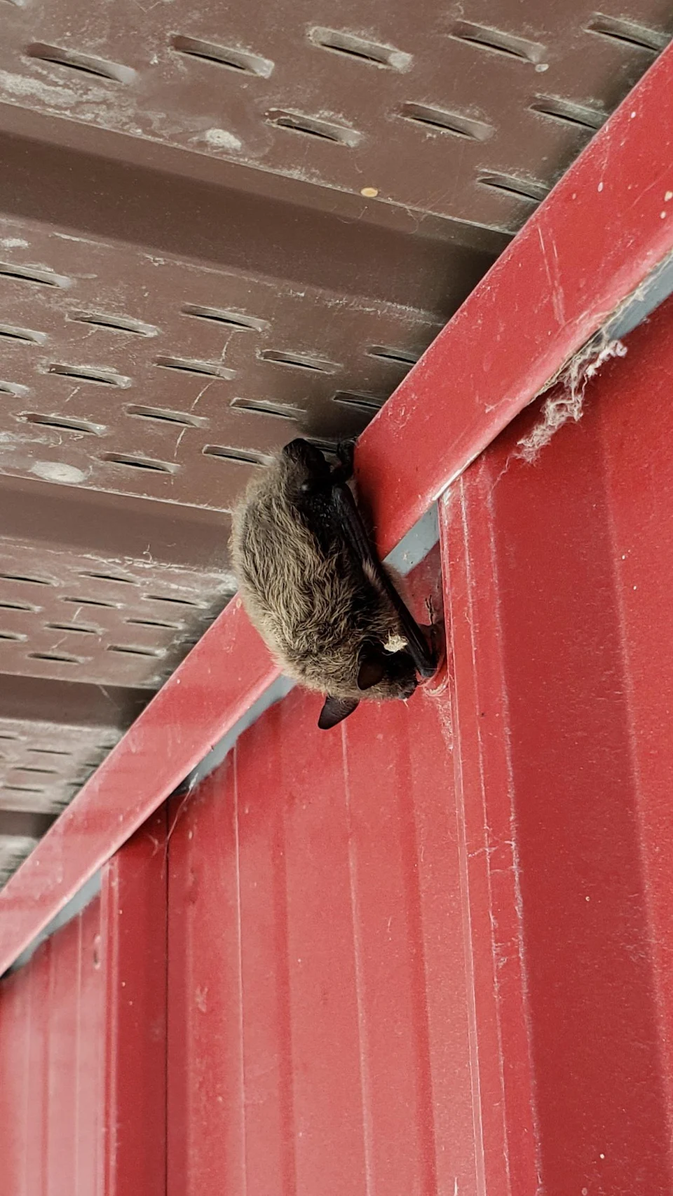 I don't know if other people think bats are cute, but this little guy was hanging out at my work this morning.