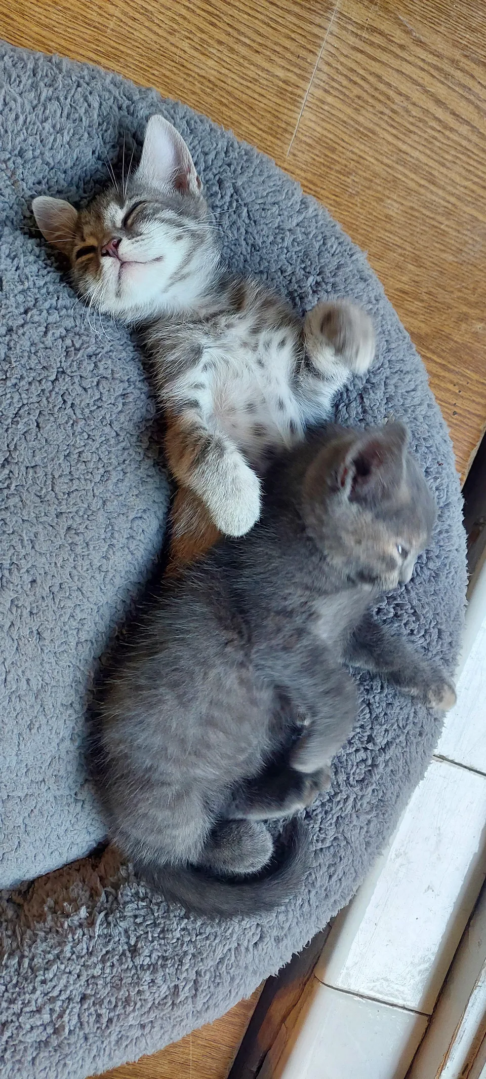 Two cuties napping