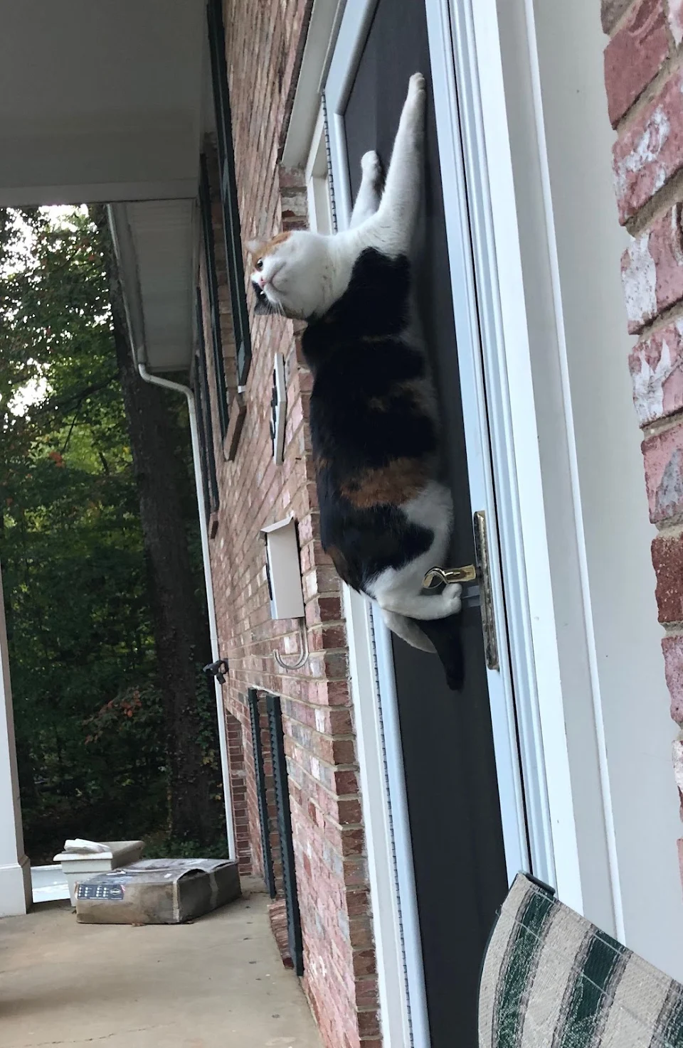 She sits by the front door all day and cries to be let out for supervised outdoor time. 30 seconds later, this is how it usually ends up.