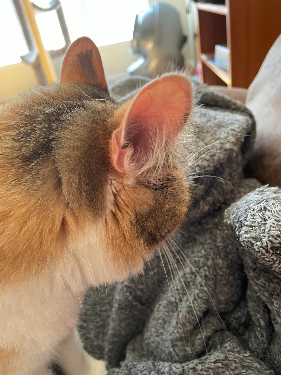 Is it normal for cats to have two layers of skin/cartilage at the base of their ear like this?