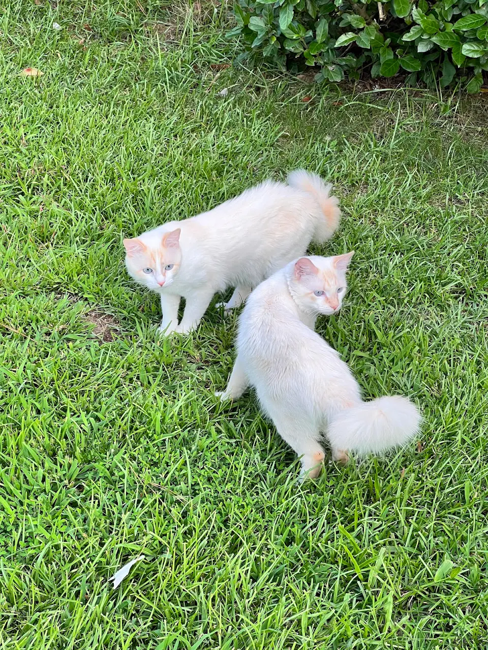 Two strays adopted me yesterday.