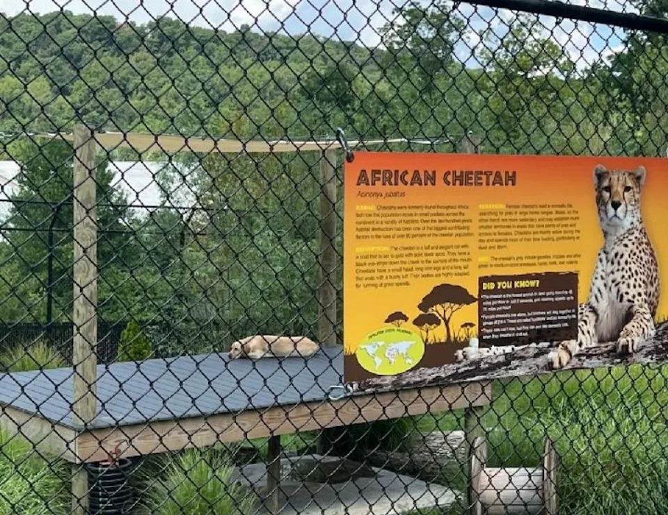 Went to the zoo today and I'm 99% sure that's not a Cheetah...