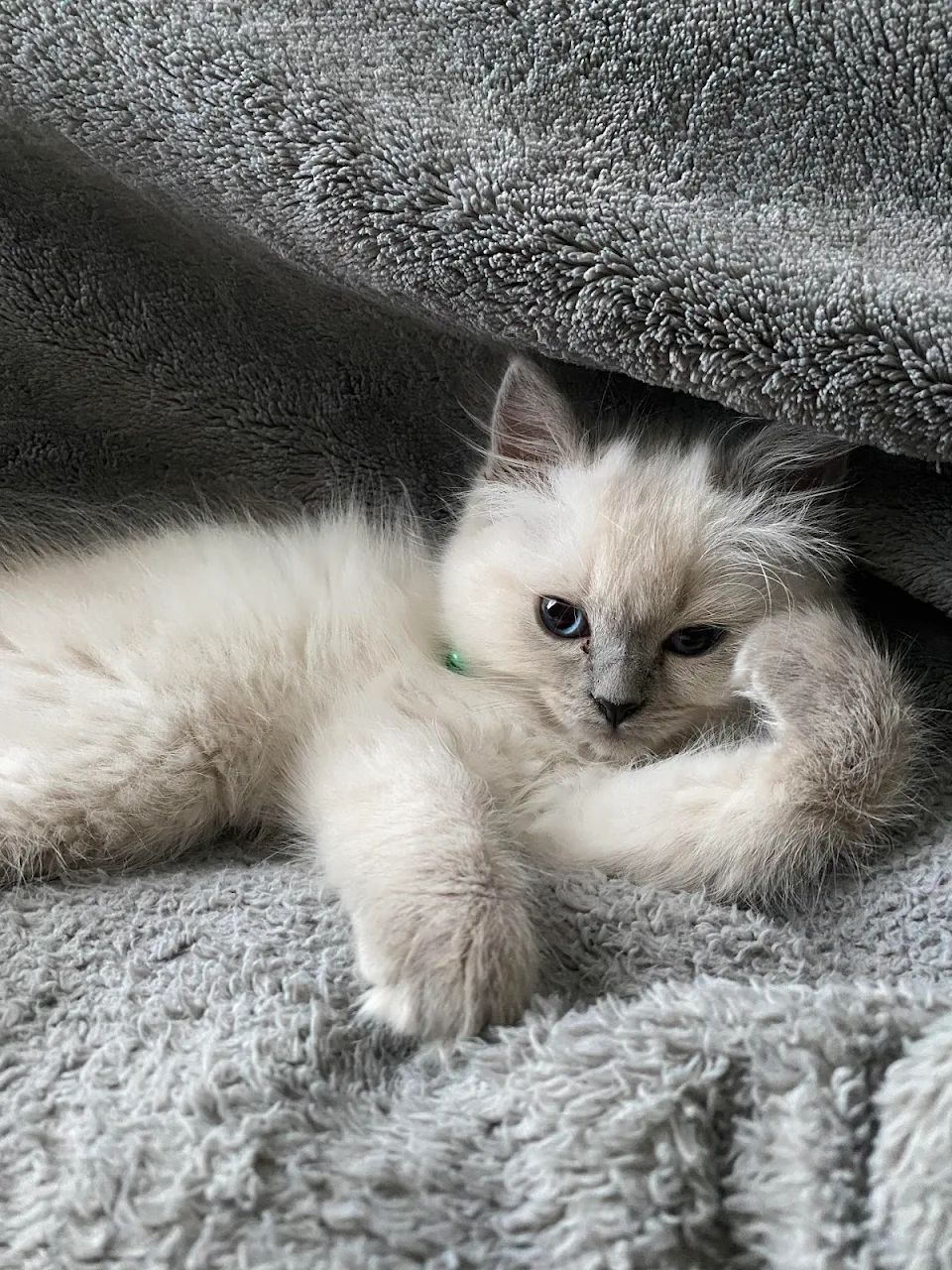 10 week old ragdoll getting comfortable in her new home!