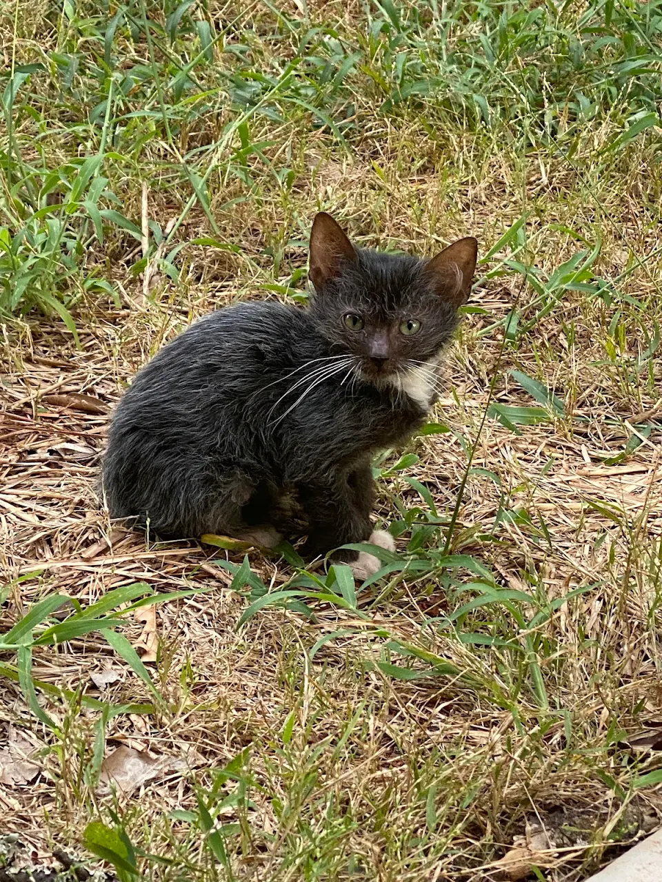I did it. I caught this baby an hour ago and put them in my bathroom. Kind of freaking out since I have 2 dogs and a cat but they’re so small and alway cry for me when I feed them. Side note, anyone want a werewolf cat? 😂