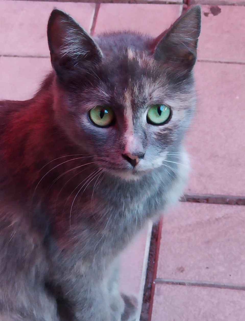 I met this cat on the street. Her eyes captivated me...
