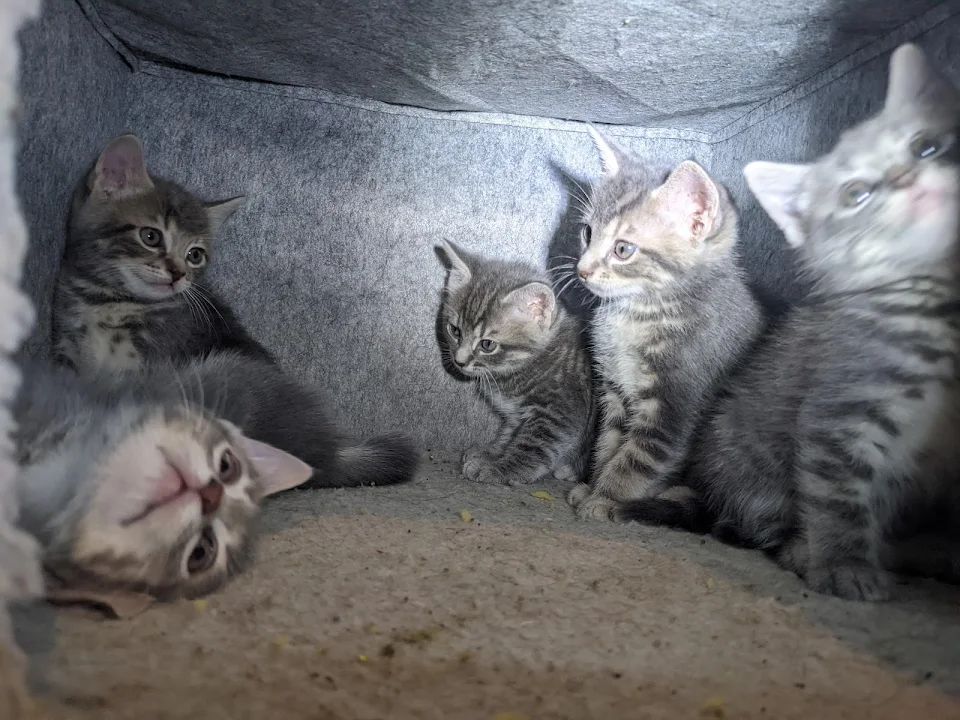I was trying to get a picture of some kittens, but one needed to be dramatic