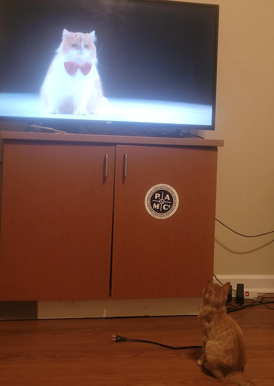 My cat watching the cat documentary on Netflix