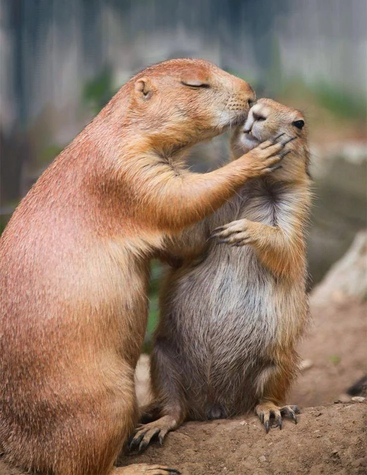 Prairie Dog Kisses 💋