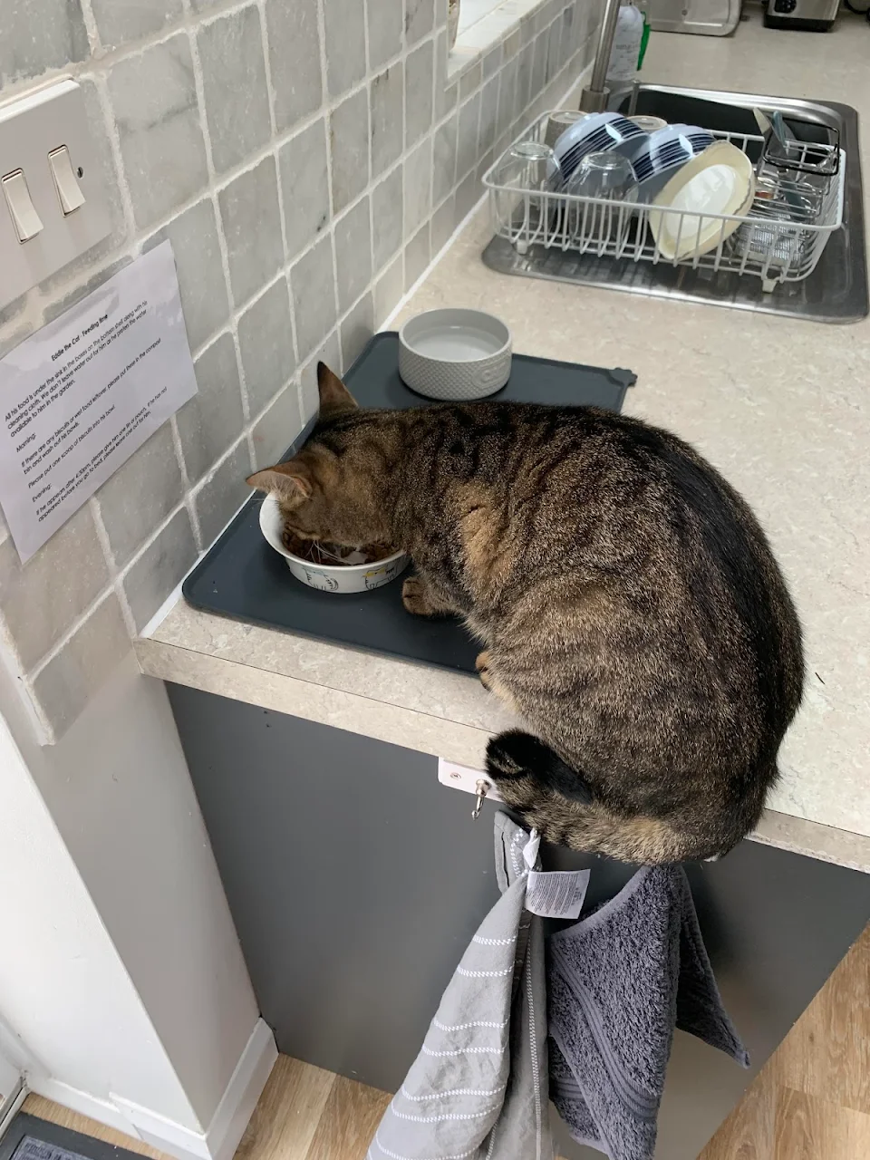Just moved into a rental and it comes with a cat! This is our first time feeding him
