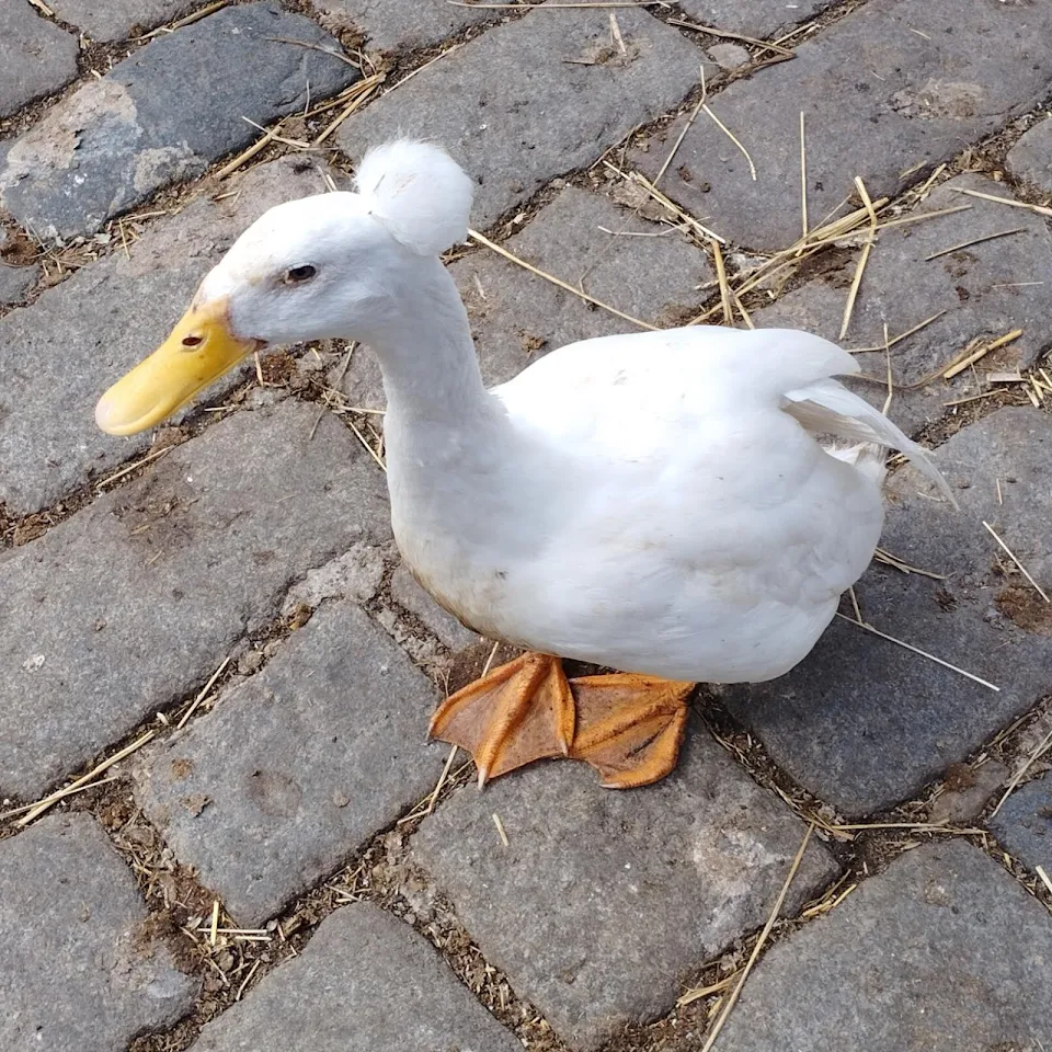 This duck at a local farm has the cleanest cut I've ever seen...