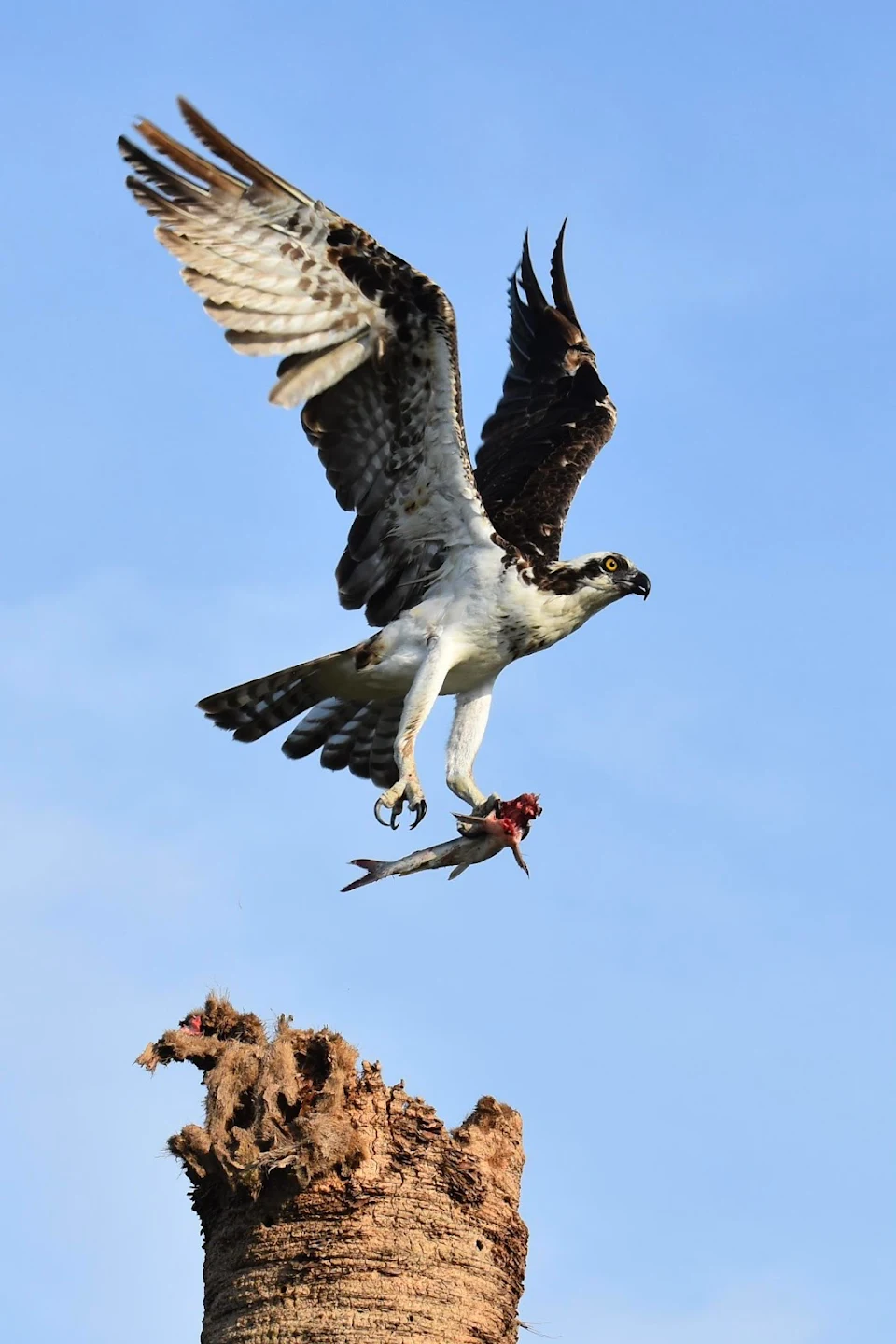 Osprey flying away with his meal