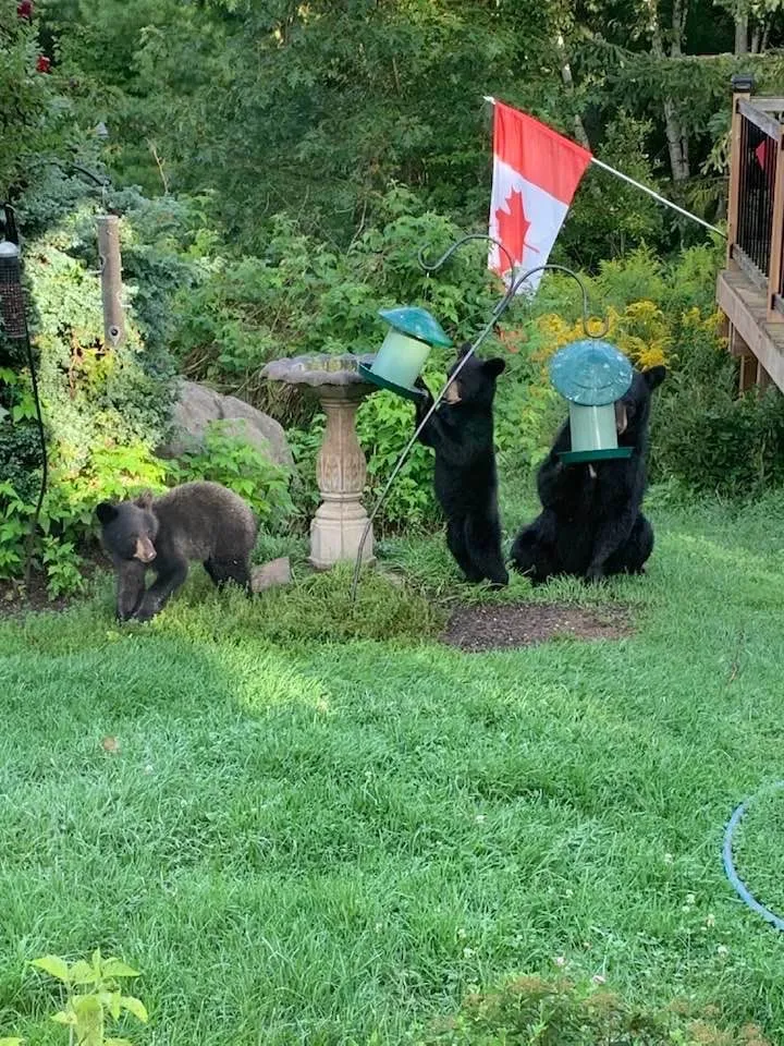 My dad had some hungry visitors this morning.