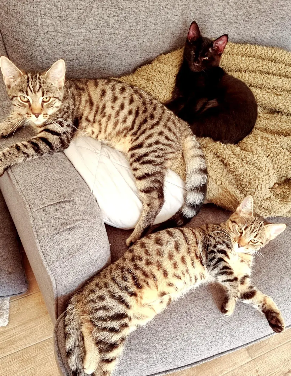 Two Bengals and a little blank sphynx cross loving life this afternoon.