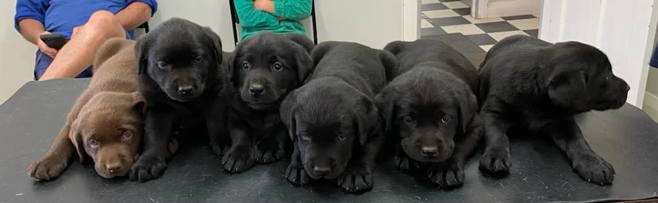 My puppy’s litter, guess which one we chose?