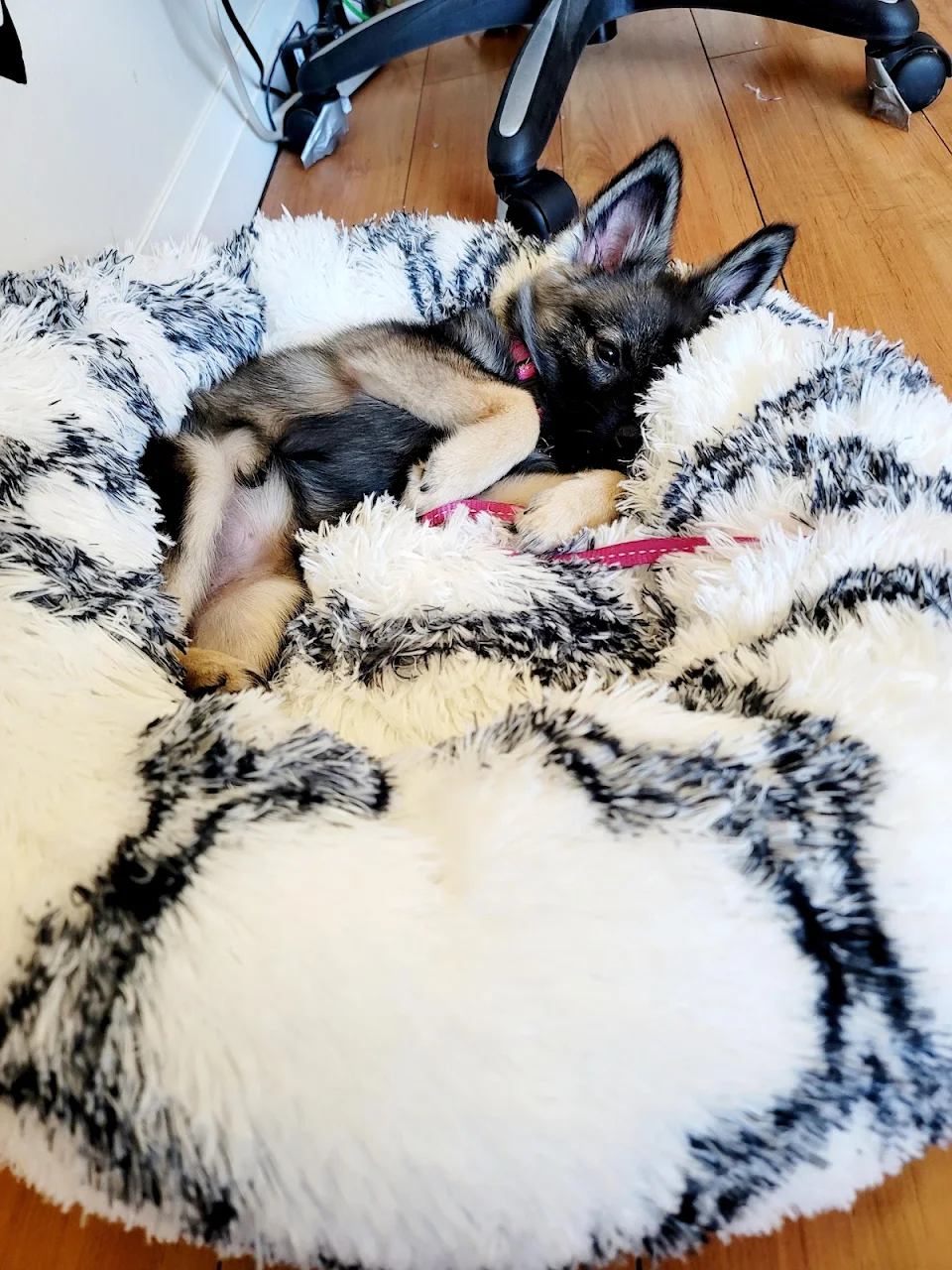 She loves her new bed