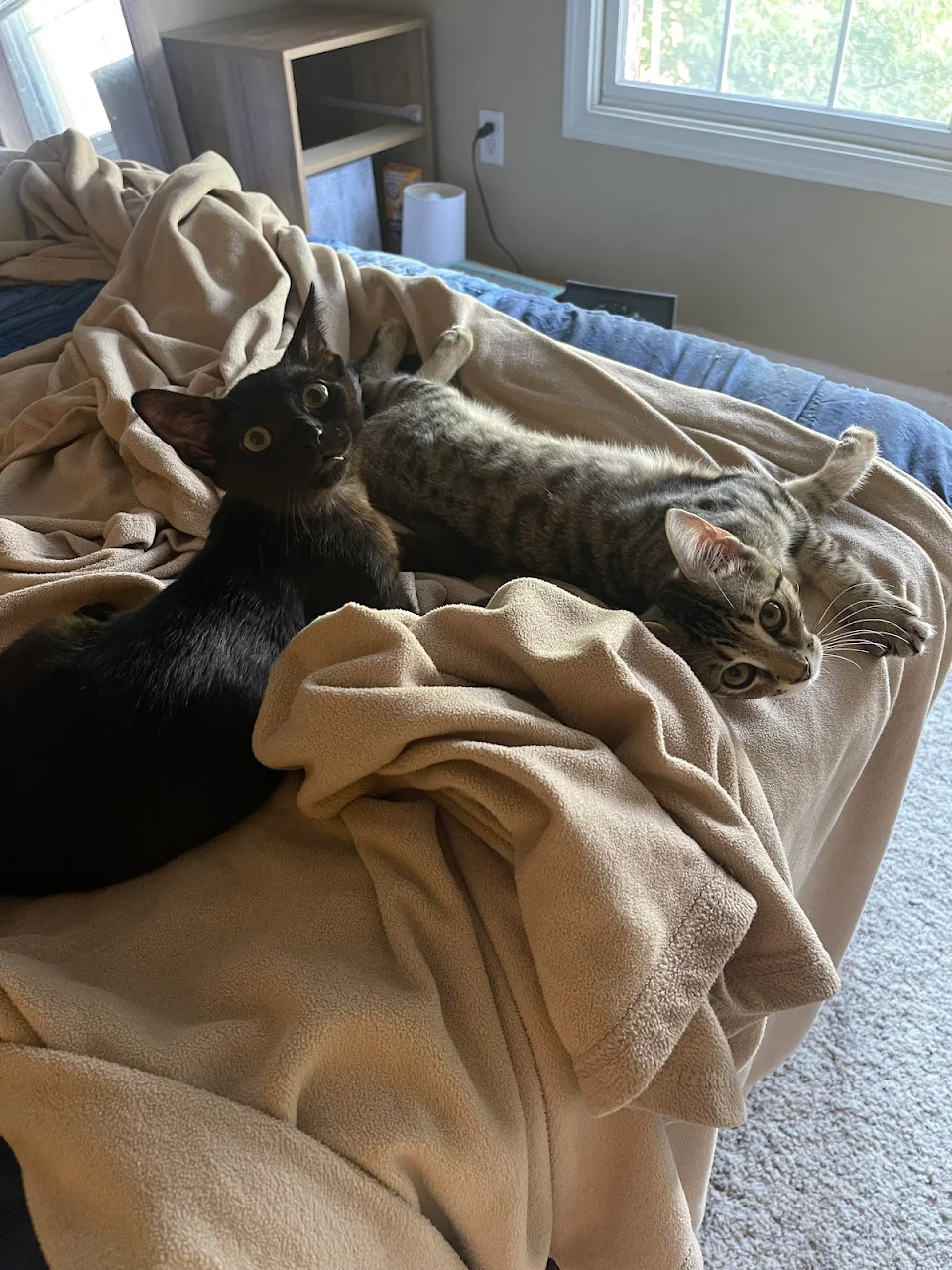 Last picture of my foster kittens that I took last night before they got adopted…I’m so happy they’ve found a permanent home but I had no idea giving them up would be this hard 😢