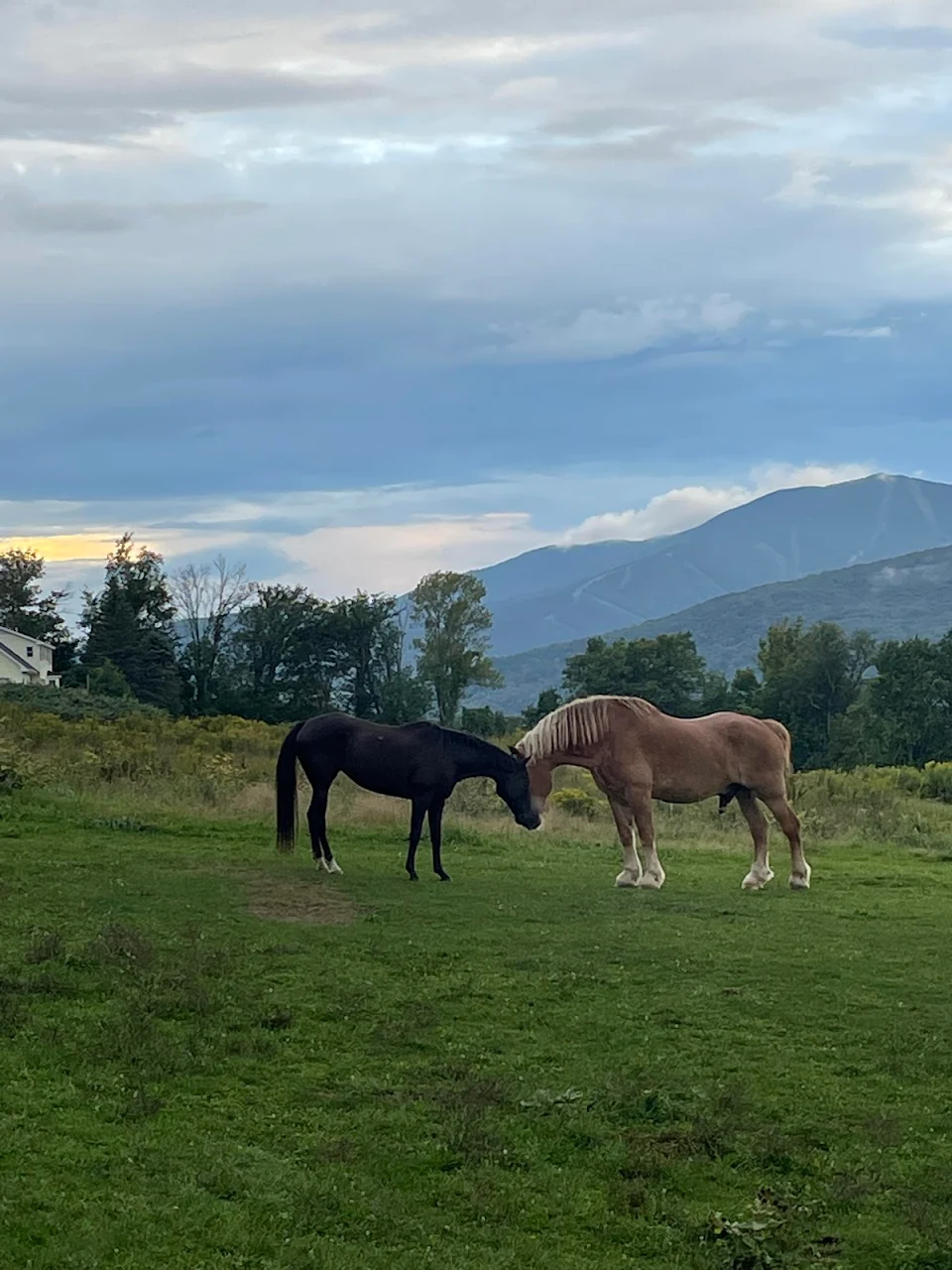 After a year without his brother, my mothers horse has a companion again. This is their first meeting.